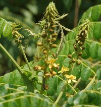 Actividad antipsoriásica de las hojas de <i>Caesalpinia bonduc</i>