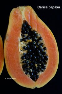 ¿Conoces la Papaya?