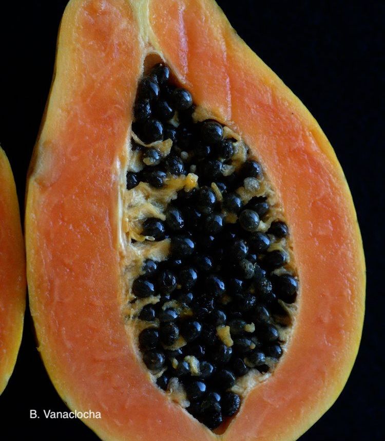 Papaya