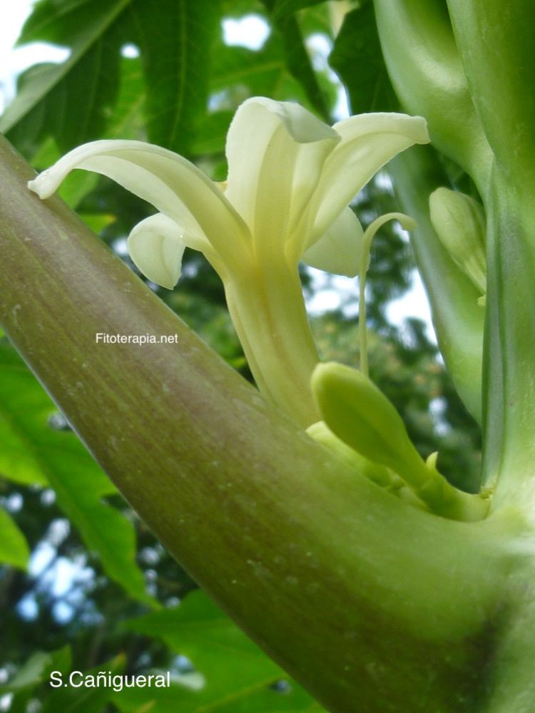 Papayo, flor