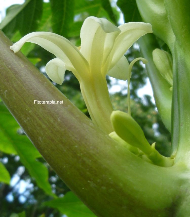 Papayo, flor