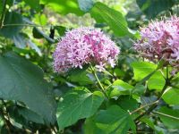 Uso potencial de <i>Clerodendron glandulosum</i> en la obesidad