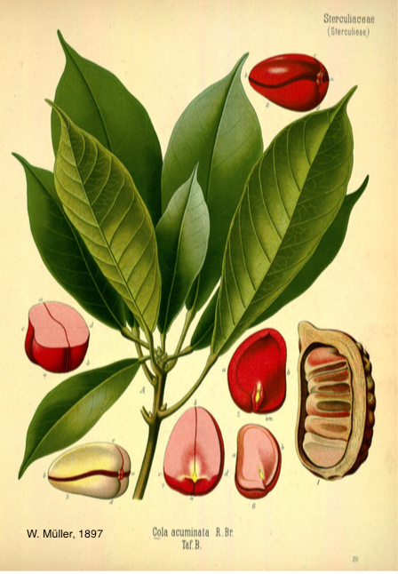 <i>Cola acuminata</i>