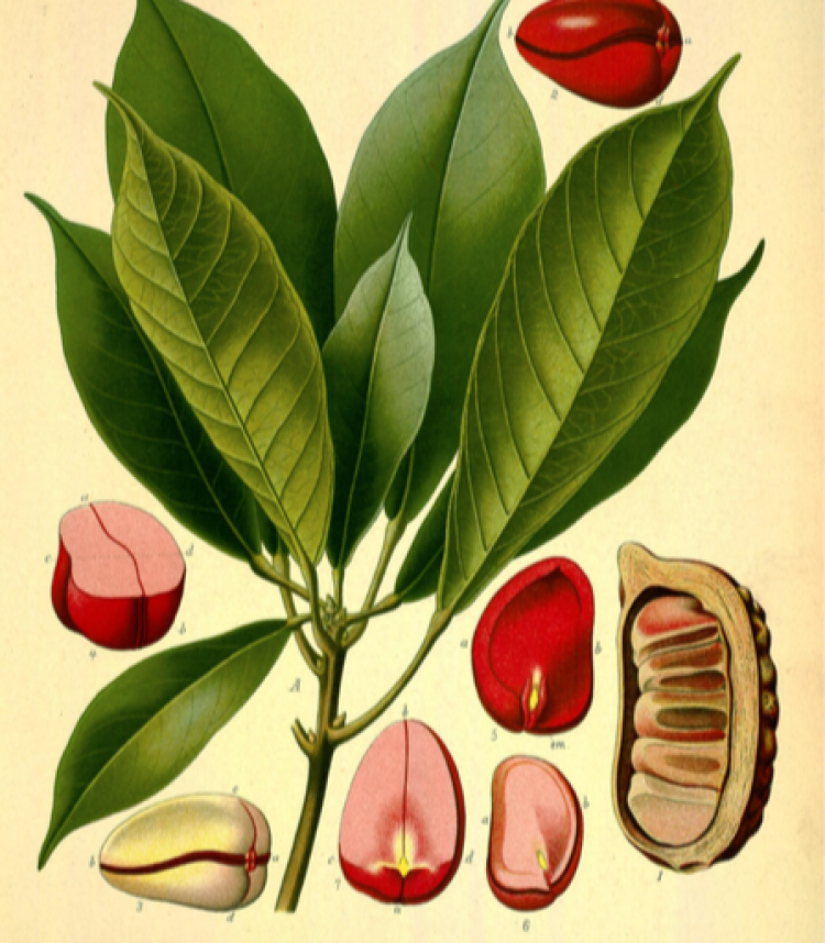 <i>Cola acuminata</i>