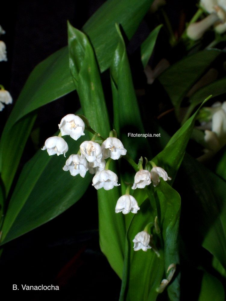 Convalaria