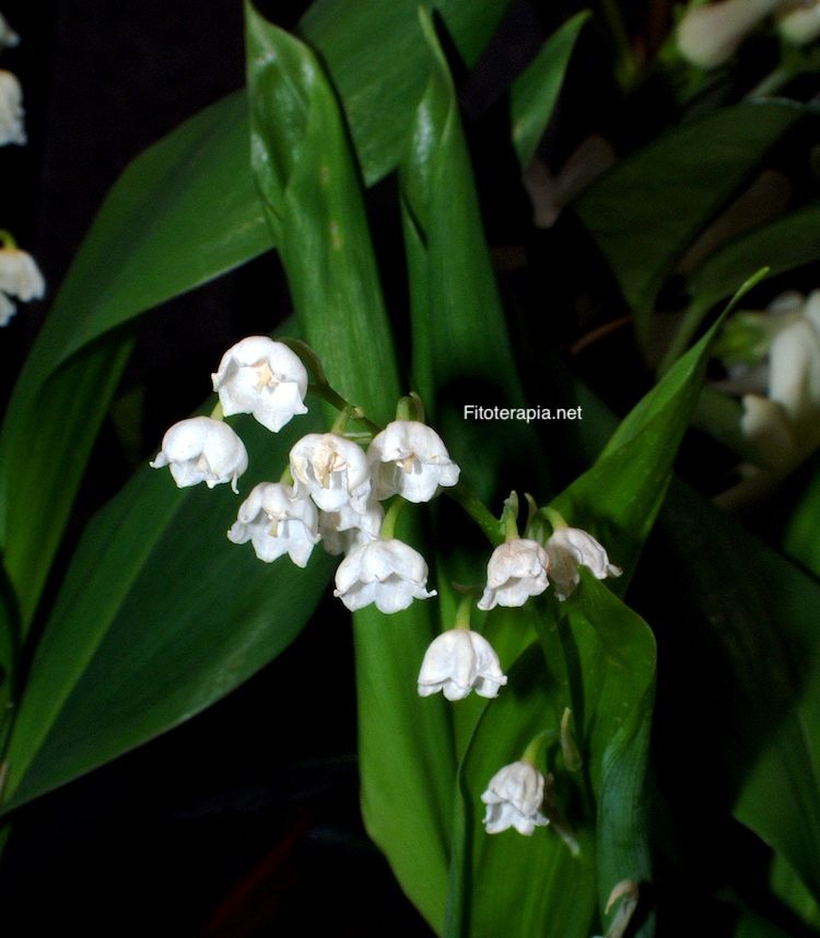 Convalaria