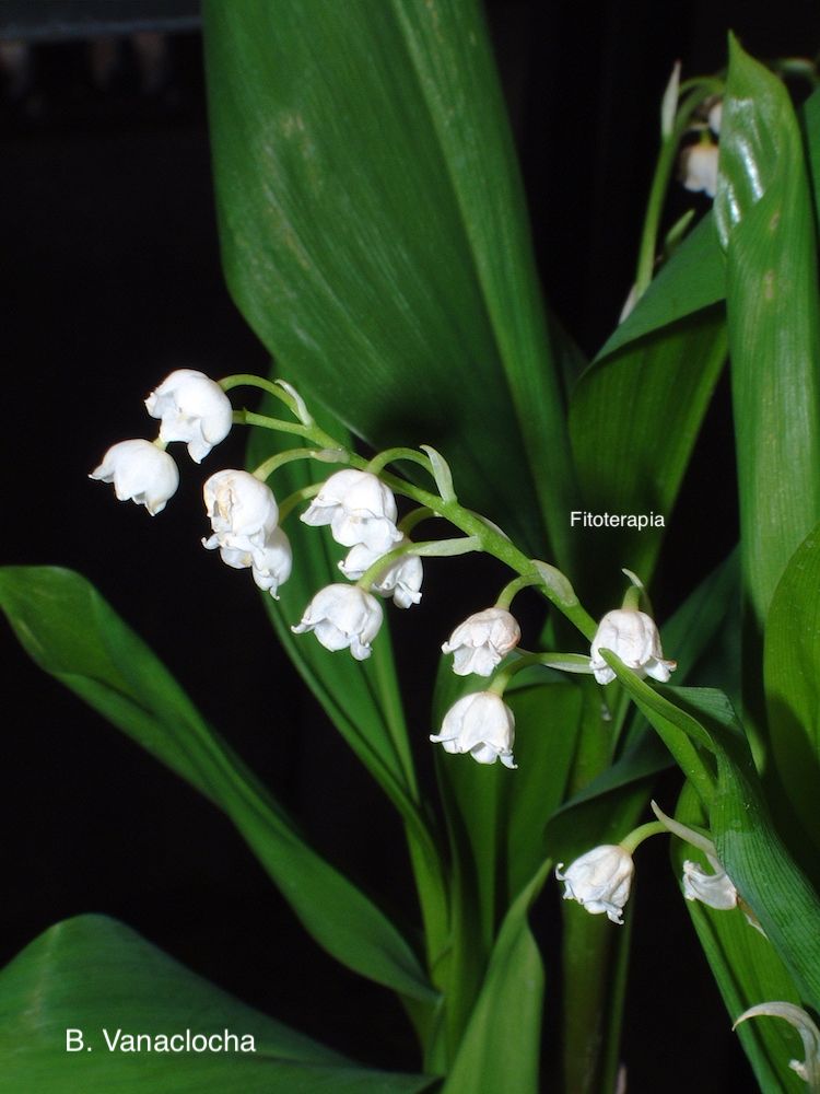 Convalaria