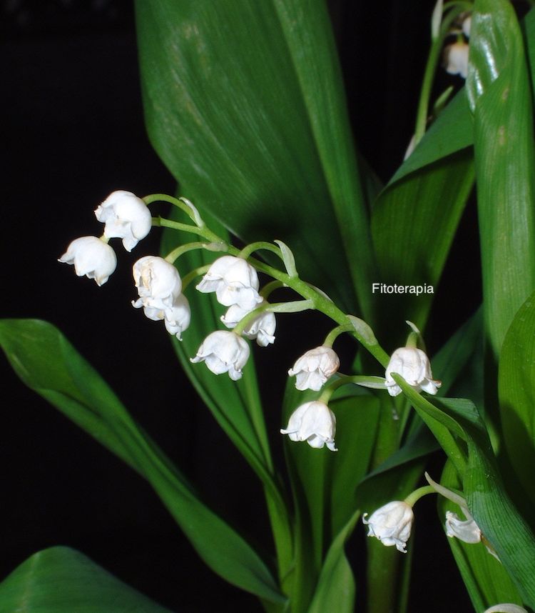 Convalaria