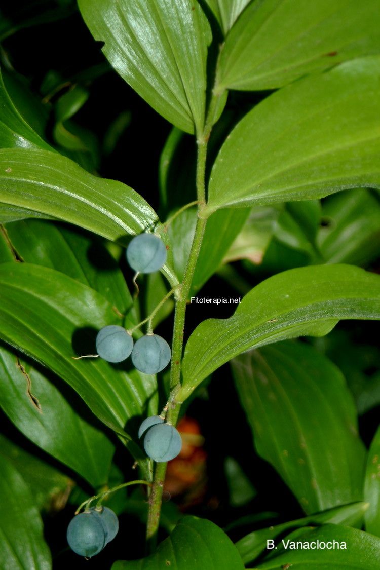Convalaria