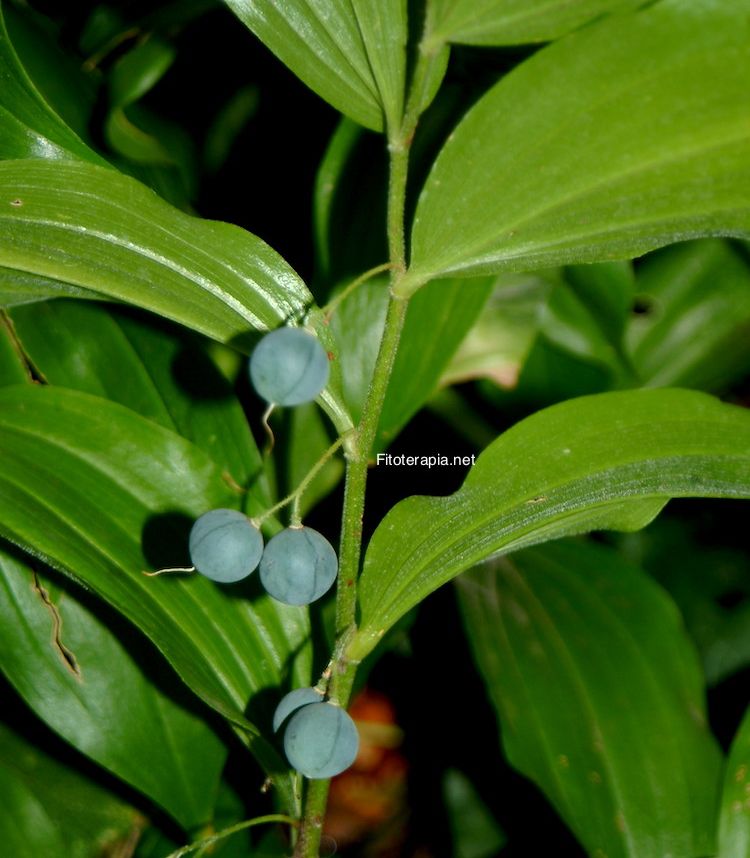 Convalaria