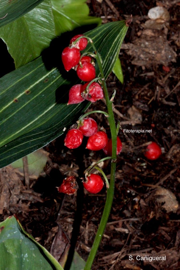 Convalaria