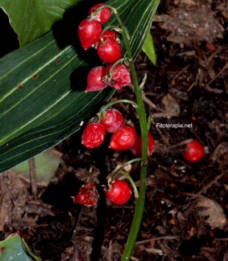 Convalaria