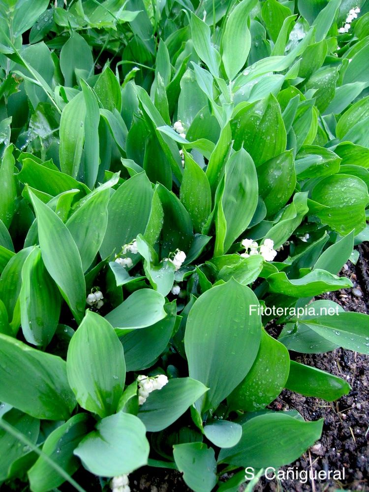 Convalaria