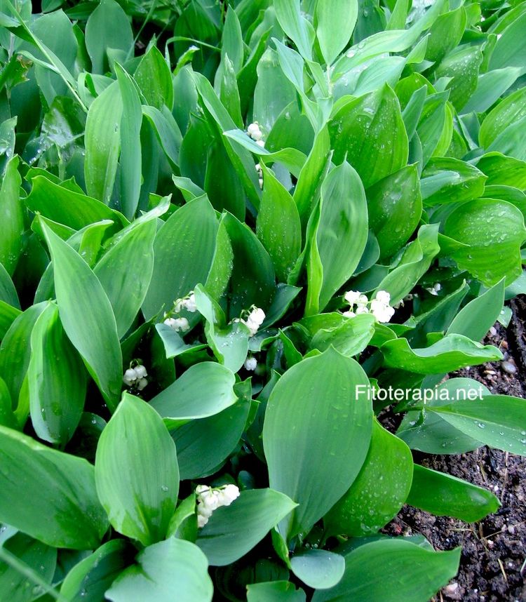 Convalaria