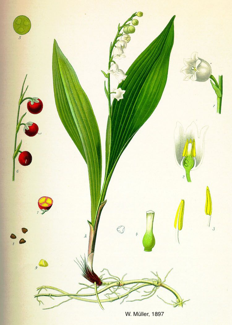 Convalaria