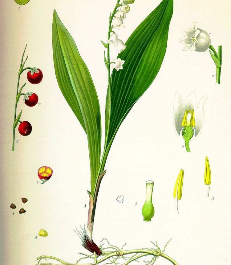 Convalaria