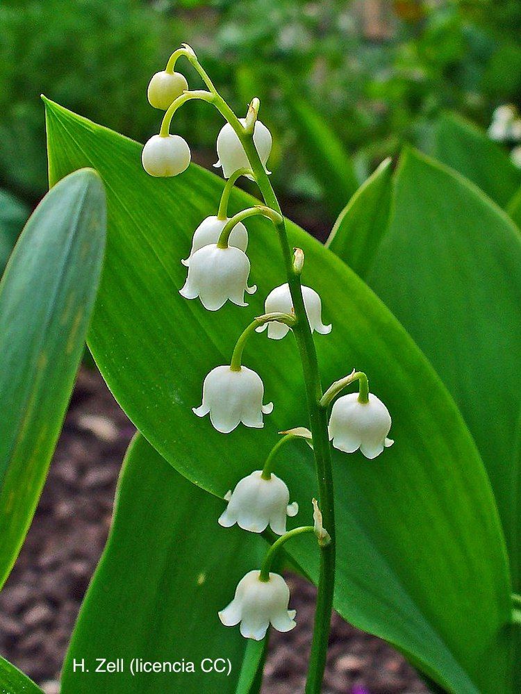 Convalaria