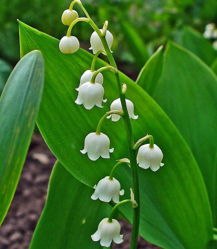 Convalaria