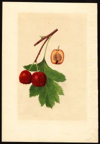 Análisis cuantitativo simultáneo de 4 flavonoides de extractos de las hojas de <i>Crataegus pinnatifida</i>