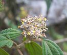 Tres especies de plantas con potencial frente a la malaria