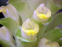 Efecto relajante del útero del rizoma de <i>Curcuma aeruginosa</i>