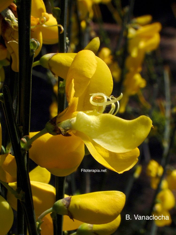 Retama negra, flor