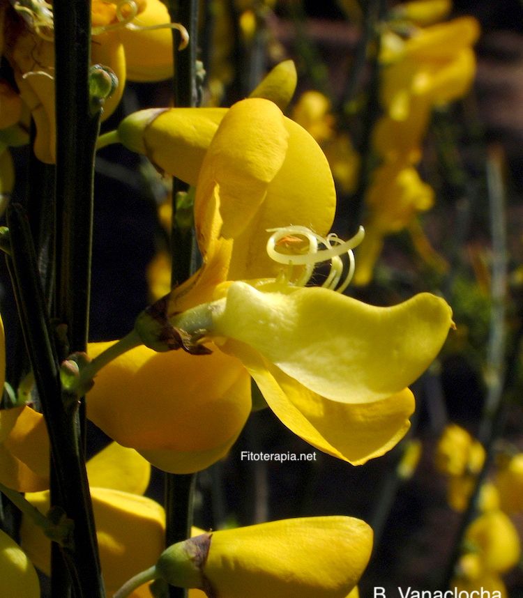 Retama negra, flor