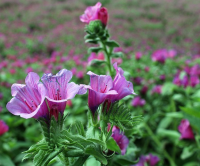 Posible actividad antidepresiva del extracto de las flores de <i>Echium amoenum</i>
