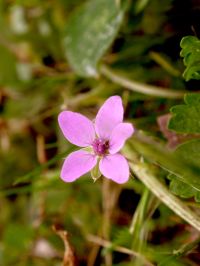 Revisión etnofarmacológica del género <i>Erodium</i>