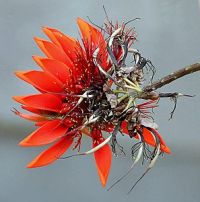 Etnofarmacología de <i>Erythrina suberosa</i>