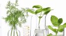 Prolifera la evidencia científica de la fitoterapia
