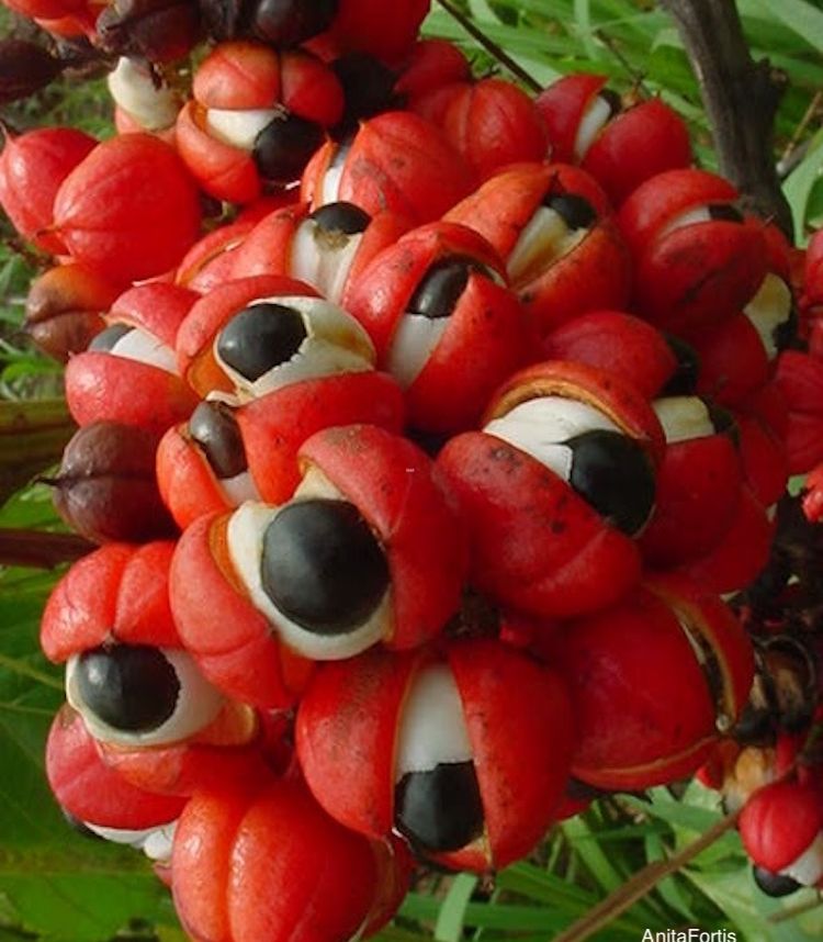 Guaraná, fruto