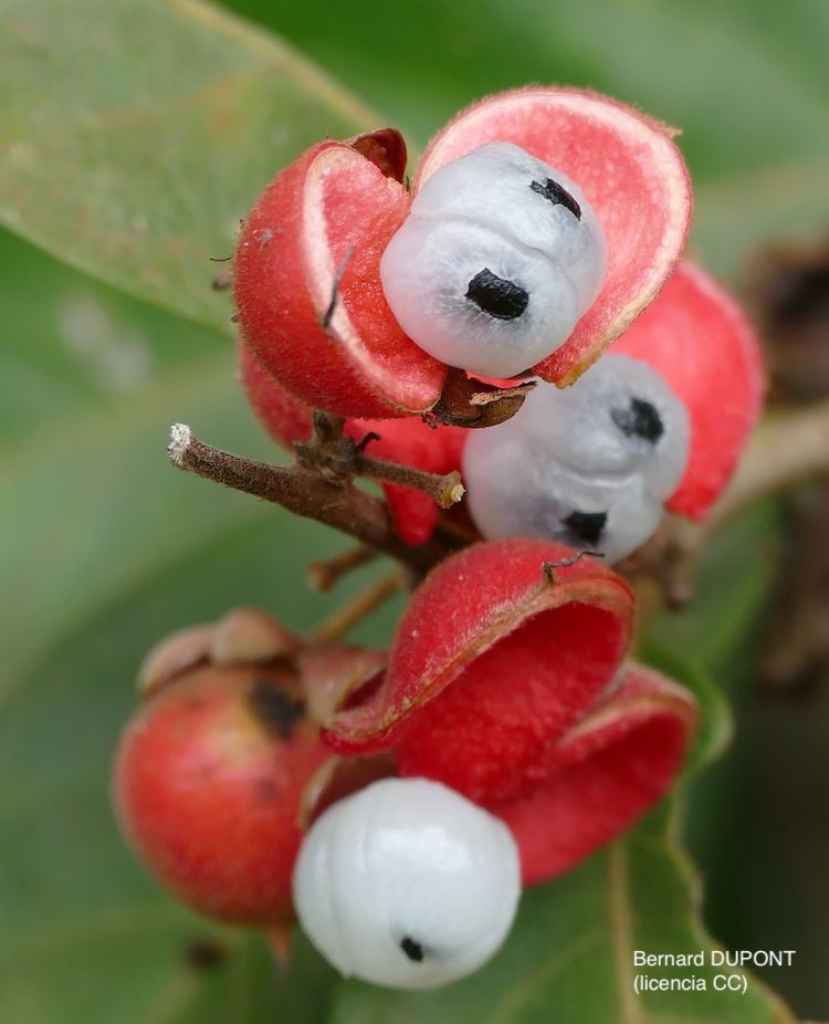 Guaraná, fruto