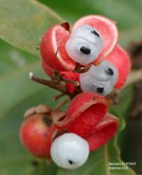 Guaraná, cuándo y cómo tomarlo