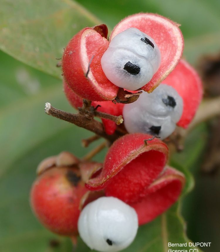 Guaraná, fruto