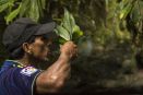 La planta amazónica con más antioxidantes que el té
