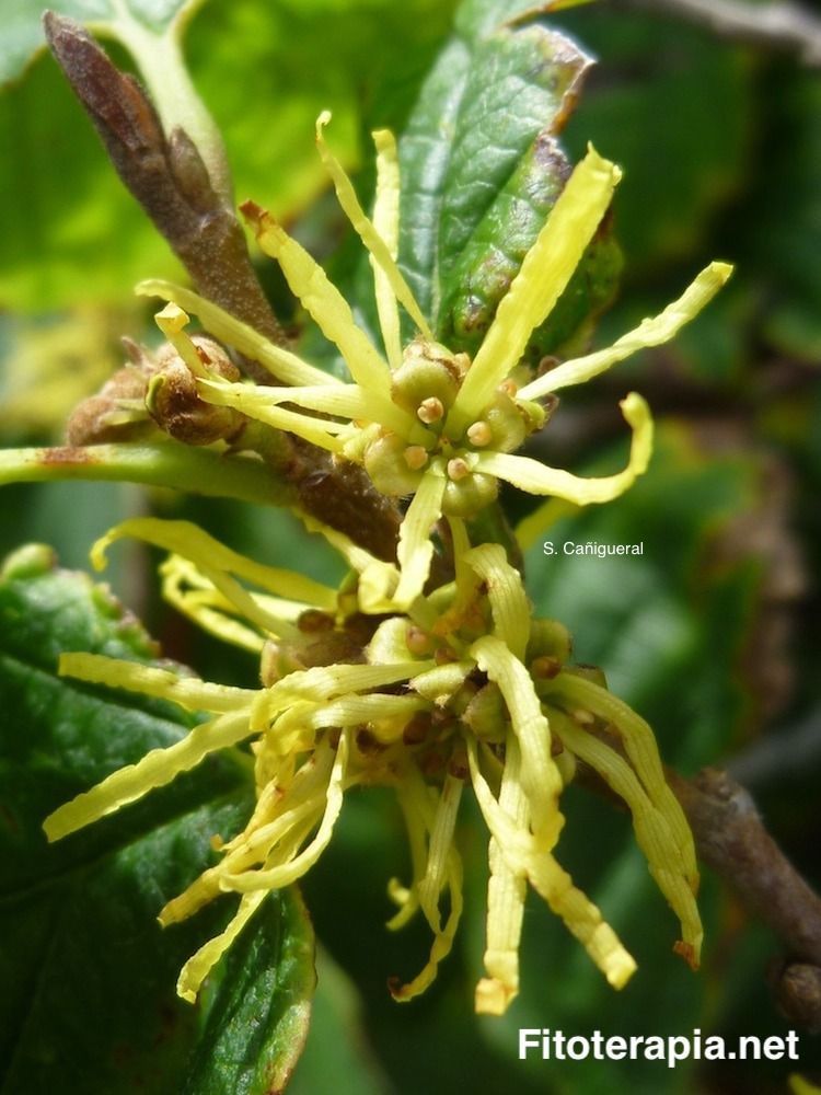 Hamamelis, flor