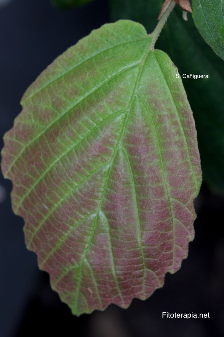 Hamamelis, hoja