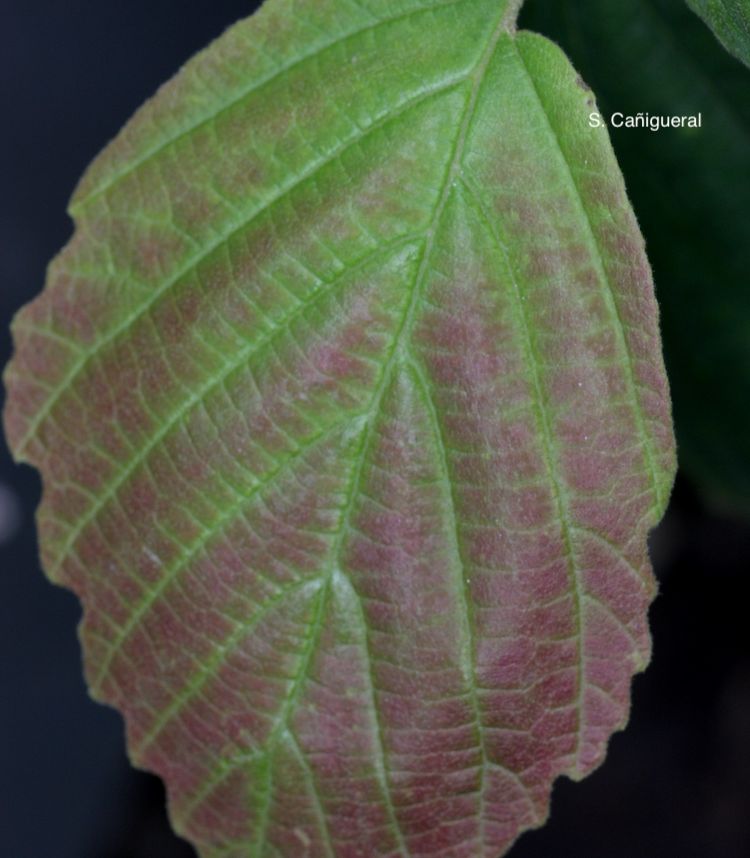 Hamamelis, hoja