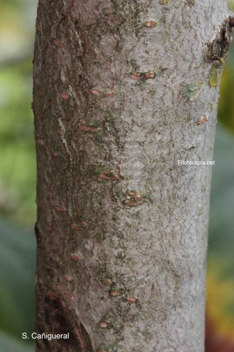 Hamamelis, tronco