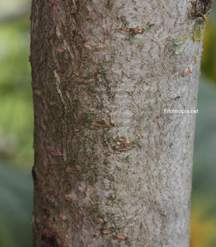 Hamamelis, tronco