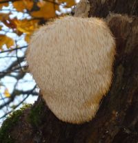 Efectos cognitivos del yamabushitake
