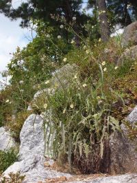 Protección de <i>Lactuca indica</i> frente a las infecciones del tracto urinario