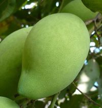 Acción antiulcerogénica de polifenoles de la hoja de mango.