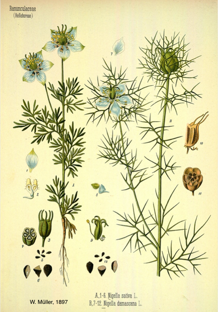 <i>Nigella sativa</i>  (A) y <i>Nigella damascena</i> (B)