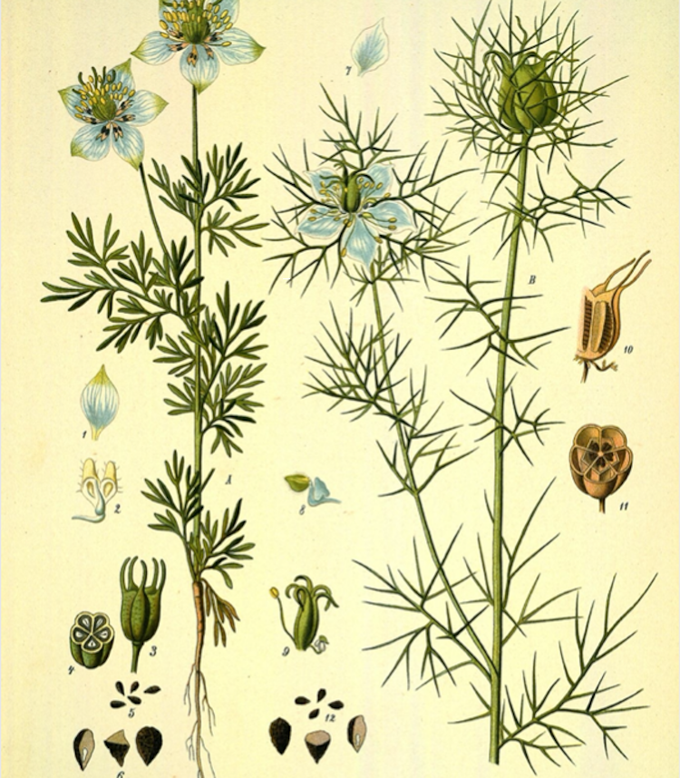 <i>Nigella sativa</i>  (A) y <i>Nigella damascena</i> (B)