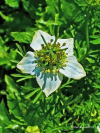 El aceite de <i>Nigella sativa</i> mejora la esteatosis hepática