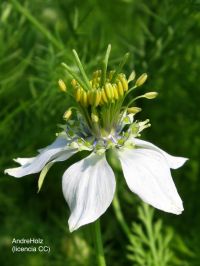 La semilla de <i>Nigella sativa</i>, droga prometedora en el tratamiento del asma bronquial