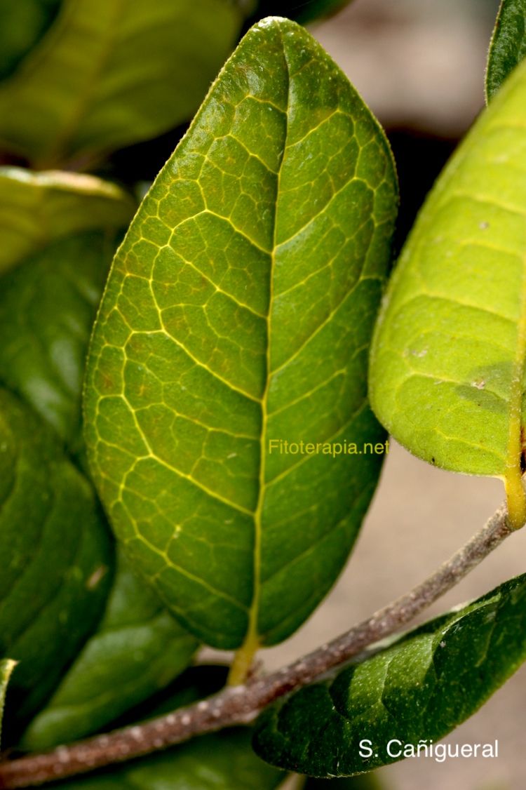 Boldo, hoja