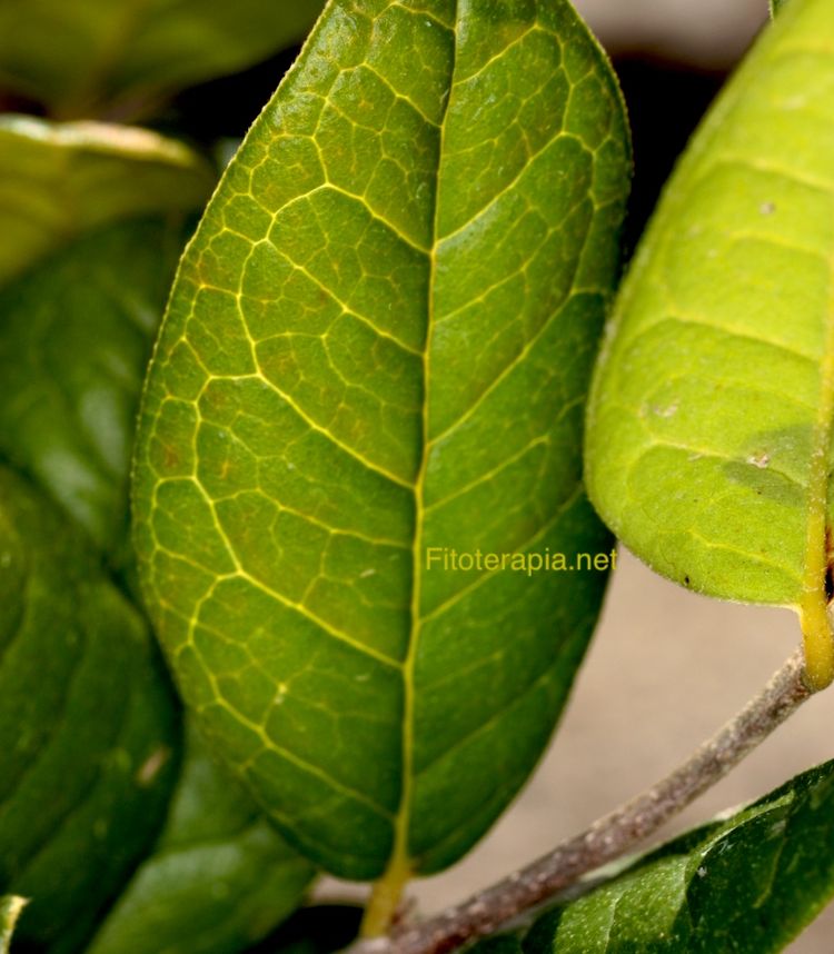 Boldo, hoja